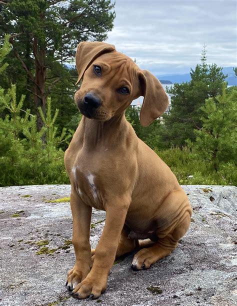 Rhodesian ridgeback skk uppfödare
